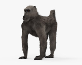 Chacma Baboon 3D model