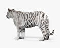 白色的老虎 3D模型