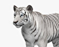 Tigre blanc Modèle 3d