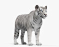 Tigre branco Modelo 3d