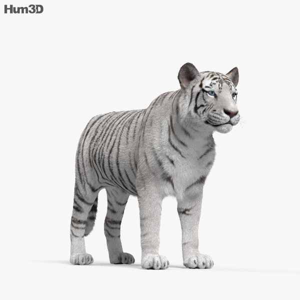 White Tiger HD 3D model - Animals on Hum3D