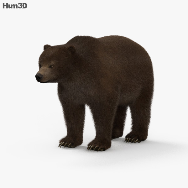 Grizzly Bear HD 3D model