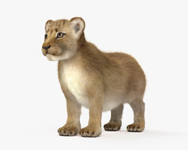Lion Cub HD 3D model