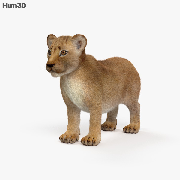 Lionceau Modèle 3D