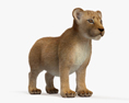 Lion Cub HD 3d model