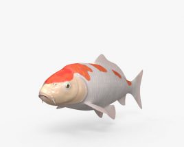 ニシキゴイ 3Dモデル