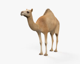 單峰駱駝 3D模型