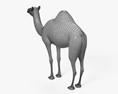 Верблюд одногорбий 3D модель
