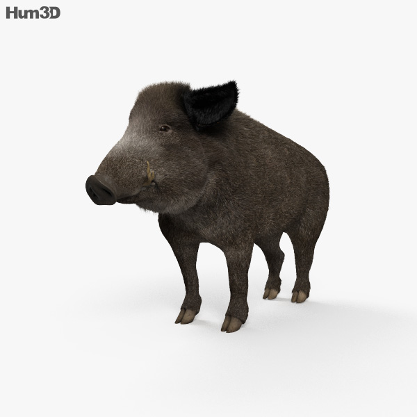 Wildschwein 3D-Modell