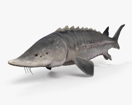 Atlantic Sturgeon 3D model