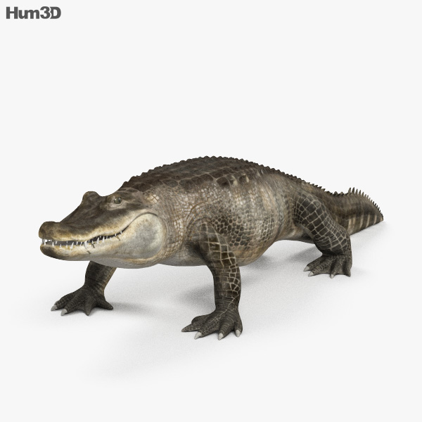 Alligator HD 3D model