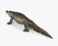 Alligatore Modello 3D