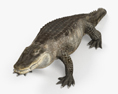 Alligator HD 3d model