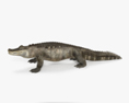 短吻鱷 3D模型
