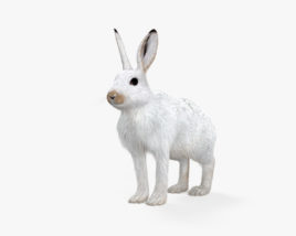 北极兔 3D模型