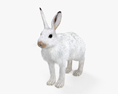 Arctic Hare HD 3d model