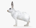 Arctic Hare HD 3d model