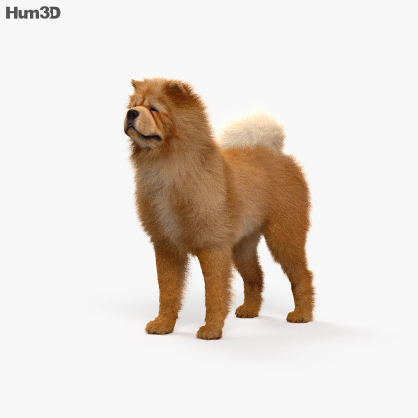 Chow-chow Modèle 3D