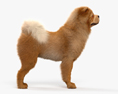 Chow-chow Modelo 3d
