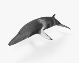 小鬚鯨 3D模型