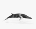 Minke Whale HD 3d model