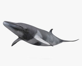 Baleine de Minke Modèle 3D