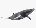 Baleine de Minke Modèle 3d