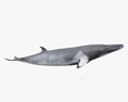 Baleine de Minke Modèle 3d