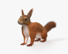 Ardilla roja americana Modelo 3D