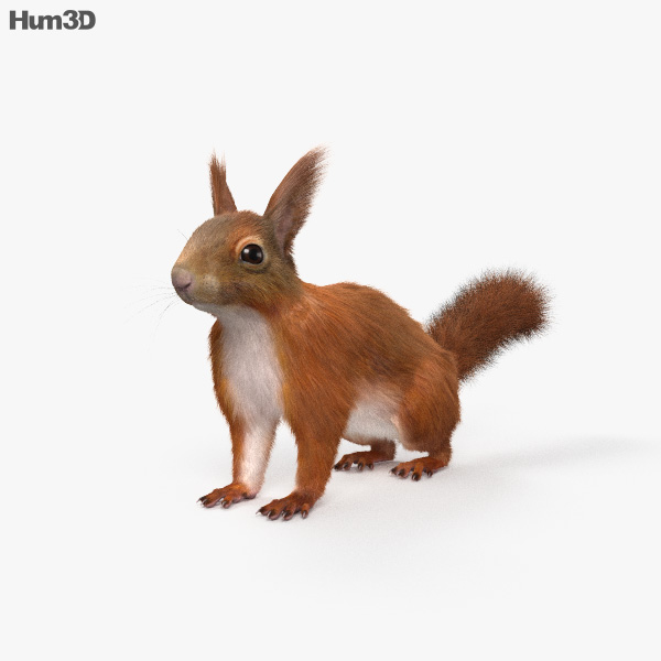 American Red Squirrel HD 3D model