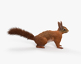 American Red Squirrel HD 3d model