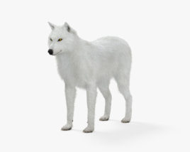 Lobo-do-ártico Modelo 3d