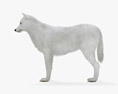 Arctic Wolf HD 3d model