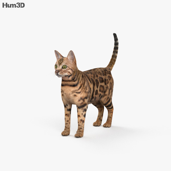 Bengala gato Modelo 3D