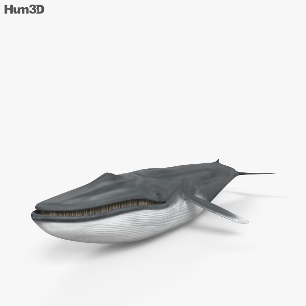 シロナガスクジラ 3Dモデル