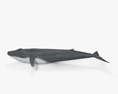 Baleia-azul Modelo 3d