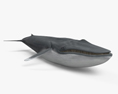 蓝鲸 3D模型