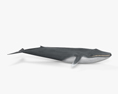 Blue Whale HD 3d model