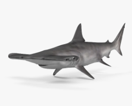 Smooth Hammerhead Shark 3D model