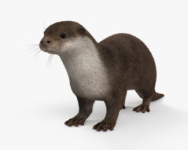 European Otter 3D model