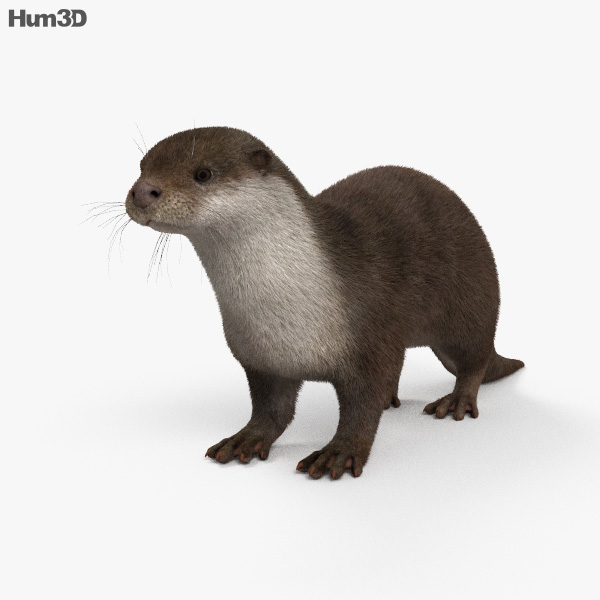European Otter HD 3D model