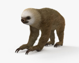 Two-Toed Sloth HD 3D model