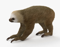 Two-Toed Sloth 3d model