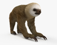 Two-Toed Sloth 3d model