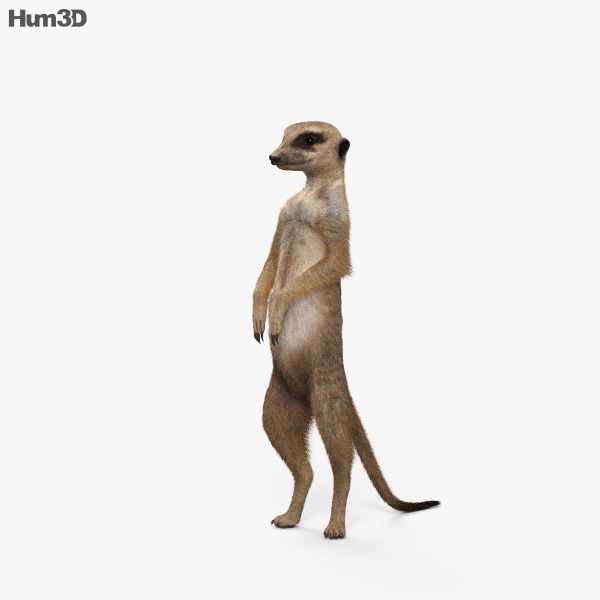 Meerkat HD 3D model