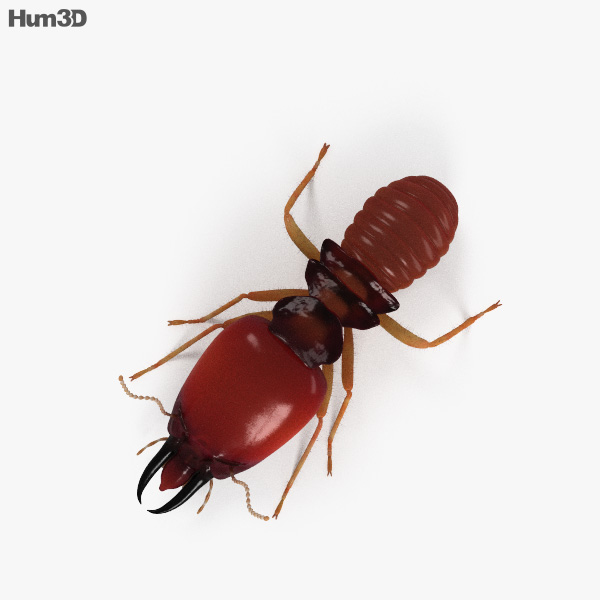 Animated Termite HD 3D model - Animals on Hum3D