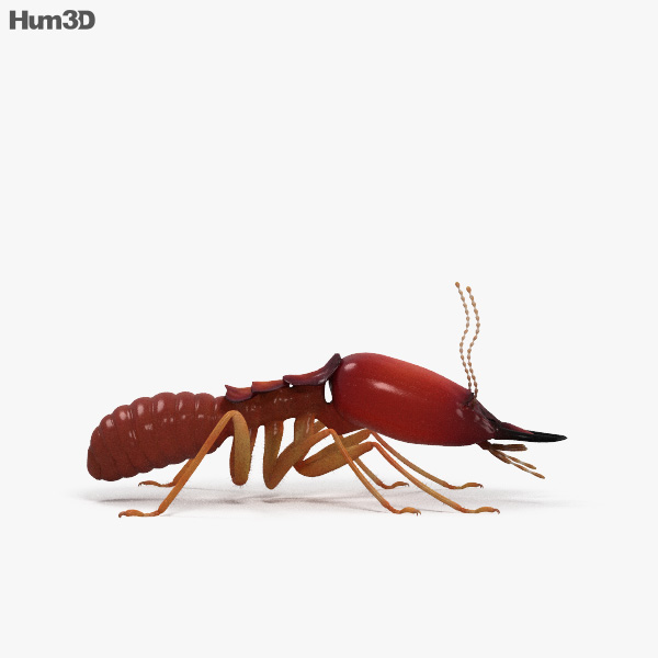 Animated Termite HD 3D model - Animals on Hum3D