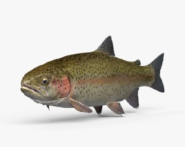 鱒魚 3D模型