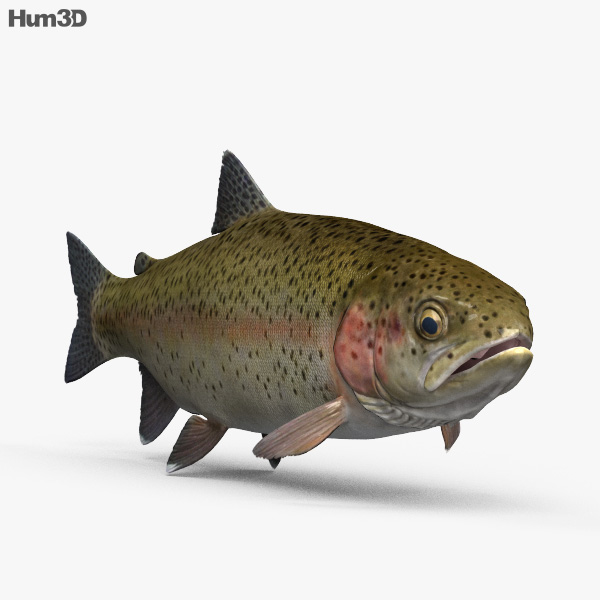 Animated Trout 3D model - Animals on Hum3D