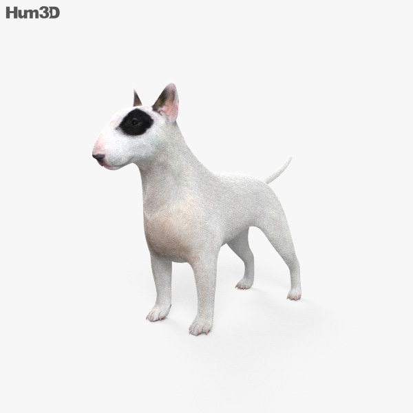 Bull Terrier HD 3D model